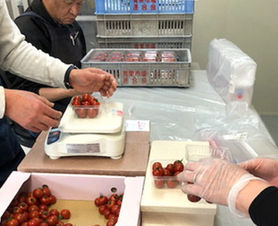 ワーキングプレイスサンライズで取り組むミニトマトの封入作業